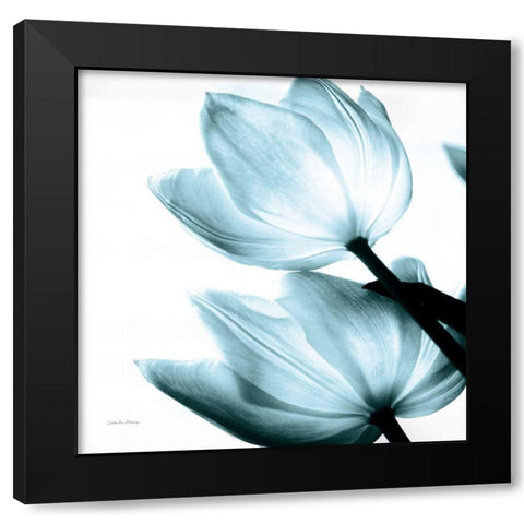 Translucent Tulips II Sq Aqua Crop Black Modern Wood Framed Art Print with Double Matting by Van Swearingen, Debra