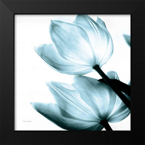 Translucent Tulips II Sq Aqua Crop Black Modern Wood Framed Art Print by Van Swearingen, Debra