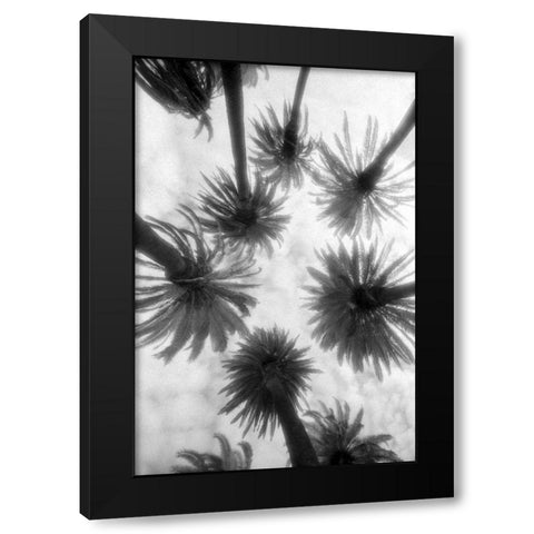 Amongst the Palms Black Modern Wood Framed Art Print by Dratfield, Jim