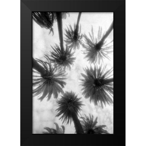 Amongst the Palms Black Modern Wood Framed Art Print by Dratfield, Jim