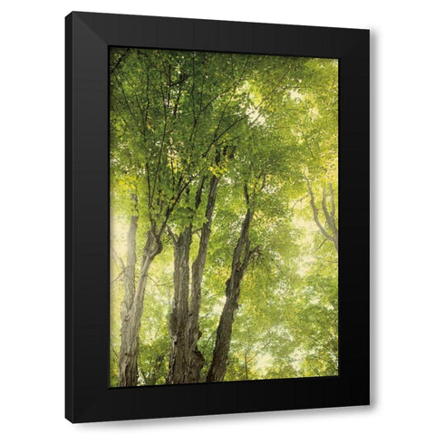Towering Maples I Black Modern Wood Framed Art Print by Urquhart, Elizabeth
