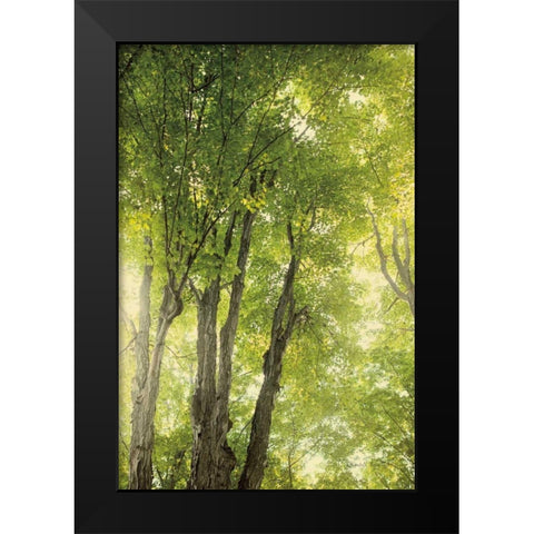 Towering Maples I Black Modern Wood Framed Art Print by Urquhart, Elizabeth