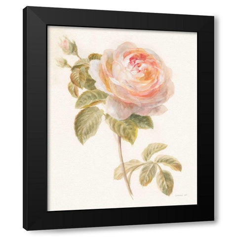 Garden Rose Black Modern Wood Framed Art Print with Double Matting by Nai, Danhui