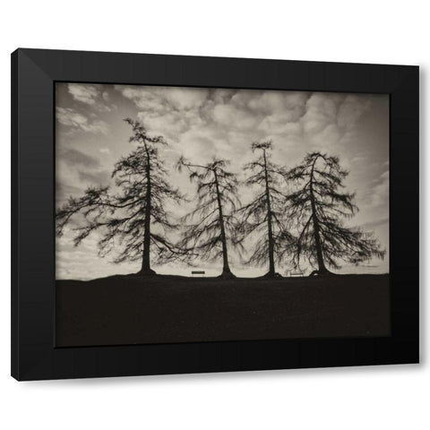 Park Trees Black Modern Wood Framed Art Print by Bevan, Keri