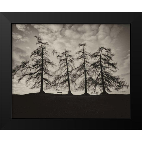 Park Trees Black Modern Wood Framed Art Print by Bevan, Keri