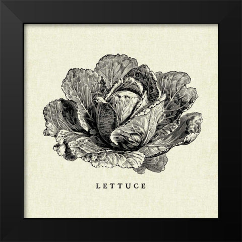 Linen Vegetable BW Sketch Lettuce Black Modern Wood Framed Art Print by Studio Mousseau