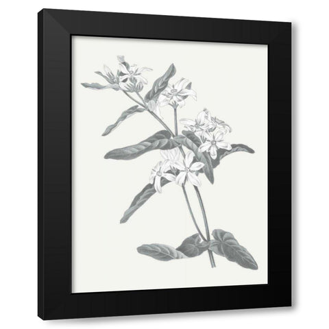 Neutral Botanical IV Black Modern Wood Framed Art Print by Wild Apple Portfolio