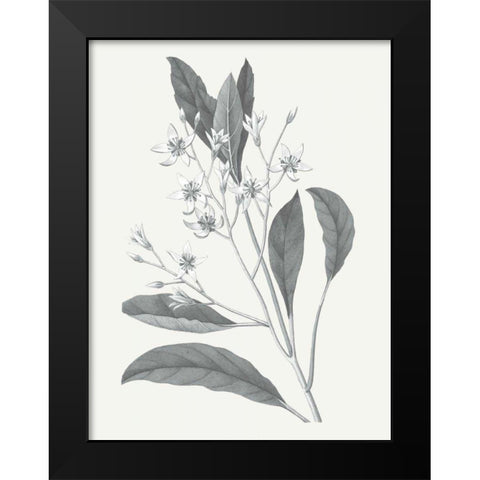 Neutral Botanical V Black Modern Wood Framed Art Print by Wild Apple Portfolio