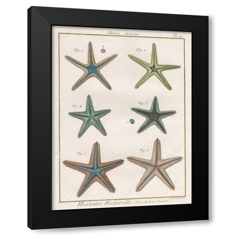 Histoire Naturelle Starfish I Black Modern Wood Framed Art Print by Wild Apple Portfolio