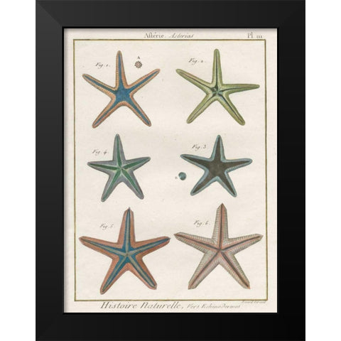 Histoire Naturelle Starfish I Black Modern Wood Framed Art Print by Wild Apple Portfolio