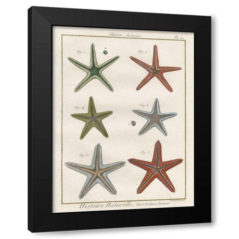 Histoire Naturelle Starfish II Black Modern Wood Framed Art Print with Double Matting by Wild Apple Portfolio