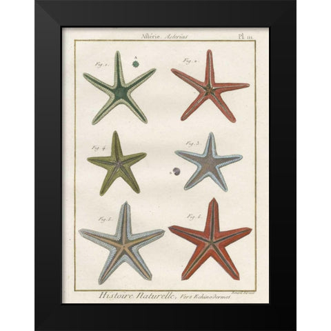 Histoire Naturelle Starfish II Black Modern Wood Framed Art Print by Wild Apple Portfolio