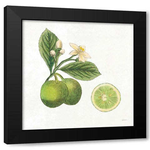 Classic Citrus III Black Modern Wood Framed Art Print with Double Matting by Schlabach, Sue