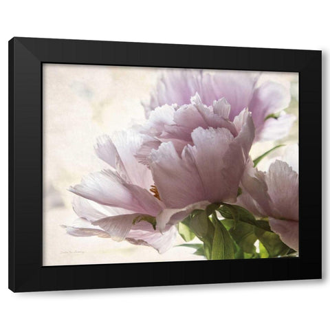 Translucent Peony I Black Modern Wood Framed Art Print by Van Swearingen, Debra