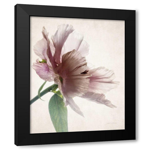 Translucent Peony II Black Modern Wood Framed Art Print by Van Swearingen, Debra