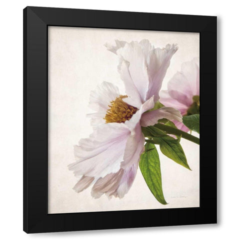 Translucent Peony IV Black Modern Wood Framed Art Print by Van Swearingen, Debra