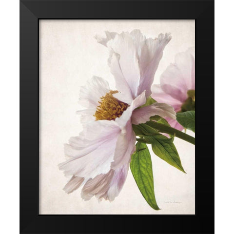 Translucent Peony IV Black Modern Wood Framed Art Print by Van Swearingen, Debra
