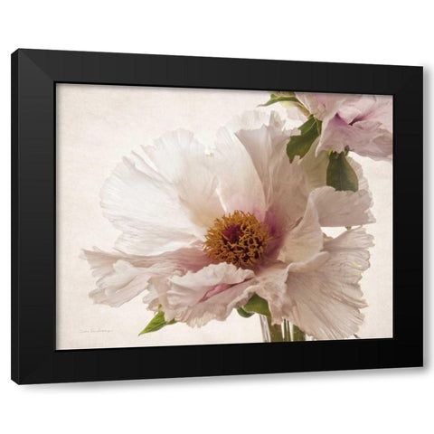 Translucent Peony V Black Modern Wood Framed Art Print by Van Swearingen, Debra
