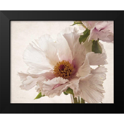 Translucent Peony V Black Modern Wood Framed Art Print by Van Swearingen, Debra