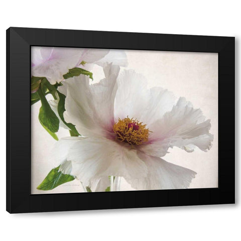Translucent Peony VI Black Modern Wood Framed Art Print with Double Matting by Van Swearingen, Debra