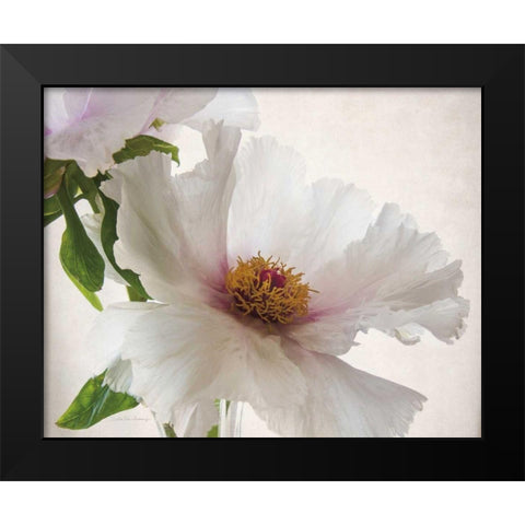 Translucent Peony VI Black Modern Wood Framed Art Print by Van Swearingen, Debra