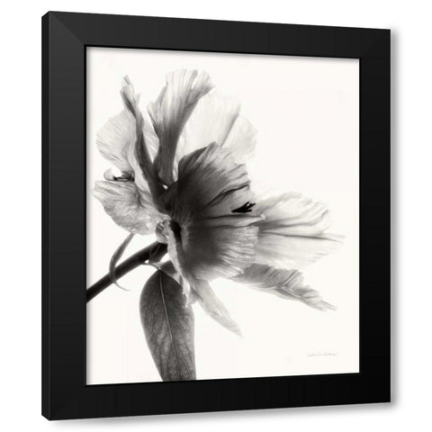 Translucent Peony IIBW Black Modern Wood Framed Art Print with Double Matting by Van Swearingen, Debra