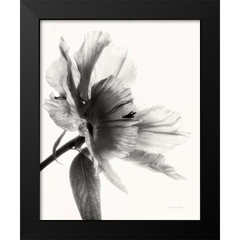 Translucent Peony IIBW Black Modern Wood Framed Art Print by Van Swearingen, Debra