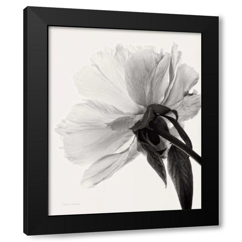 Translucent Peony IIIBW Black Modern Wood Framed Art Print by Van Swearingen, Debra