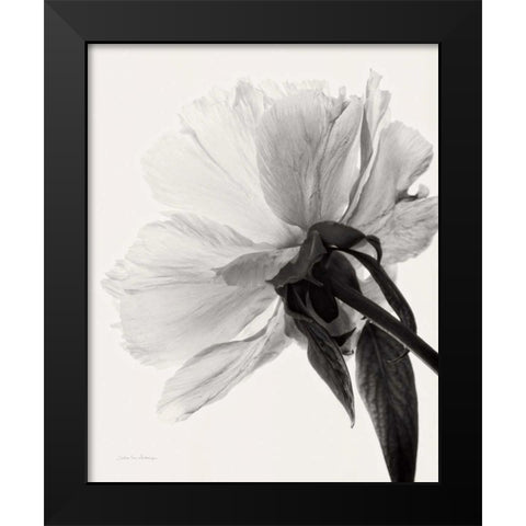 Translucent Peony IIIBW Black Modern Wood Framed Art Print by Van Swearingen, Debra