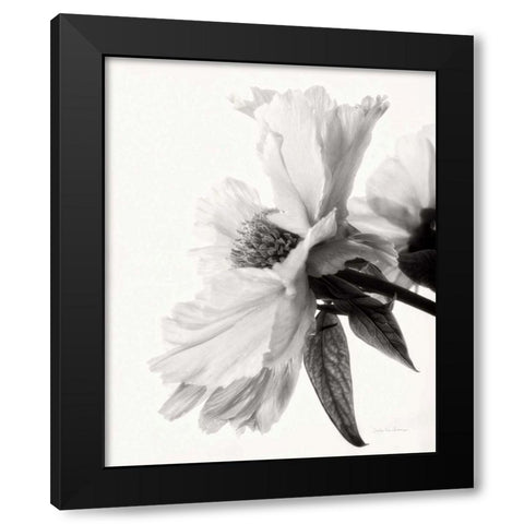 Translucent Peony IVBW Black Modern Wood Framed Art Print by Van Swearingen, Debra