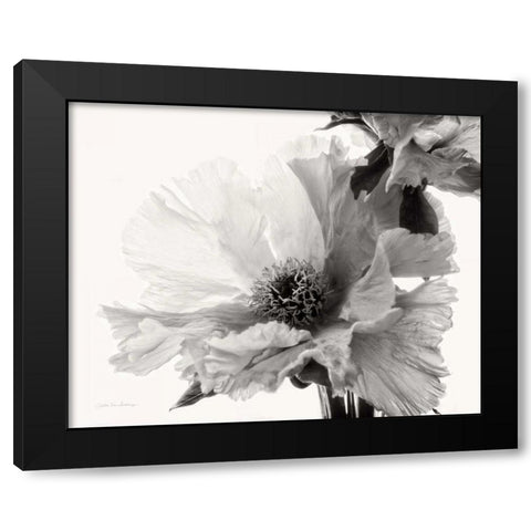 Translucent Peony VBW Black Modern Wood Framed Art Print by Van Swearingen, Debra