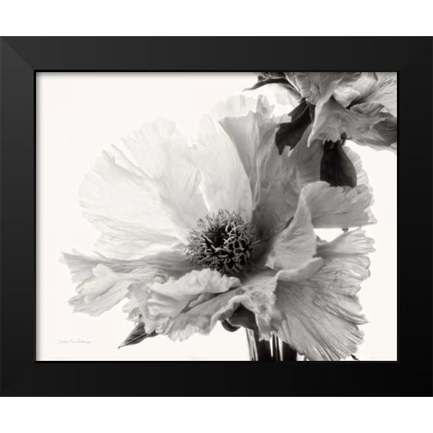 Translucent Peony VBW Black Modern Wood Framed Art Print by Van Swearingen, Debra
