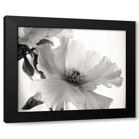 Translucent Peony VIBW Black Modern Wood Framed Art Print by Van Swearingen, Debra