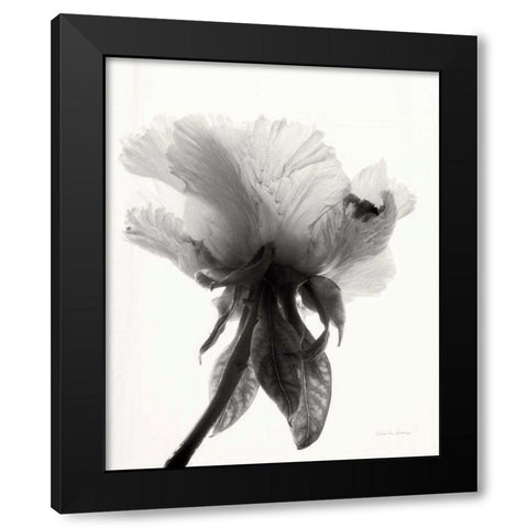 Translucent Peony VIIBW Black Modern Wood Framed Art Print with Double Matting by Van Swearingen, Debra