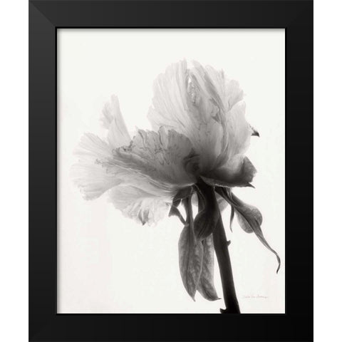 Translucent Peony VIIIBW Black Modern Wood Framed Art Print by Van Swearingen, Debra