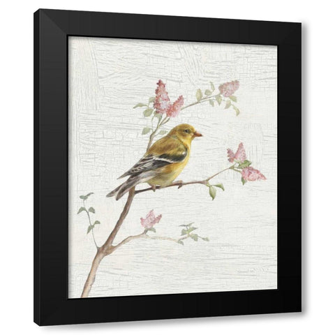 Female Goldfinch Vintage v2 Black Modern Wood Framed Art Print with Double Matting by Nai, Danhui