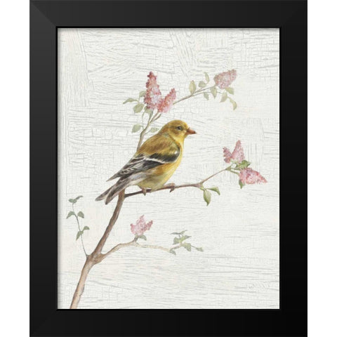 Female Goldfinch Vintage v2 Black Modern Wood Framed Art Print by Nai, Danhui