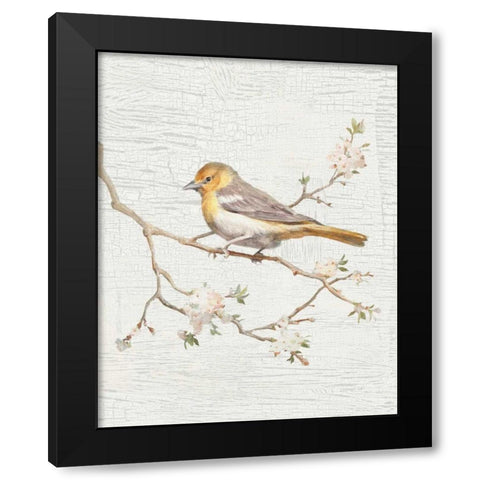 Northern Oriole Vintage v2 Black Modern Wood Framed Art Print with Double Matting by Nai, Danhui