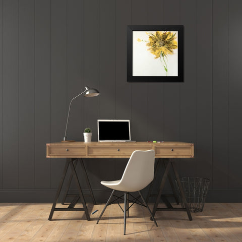 Yellow Daisy on White Black Modern Wood Framed Art Print by Griggs, Jan