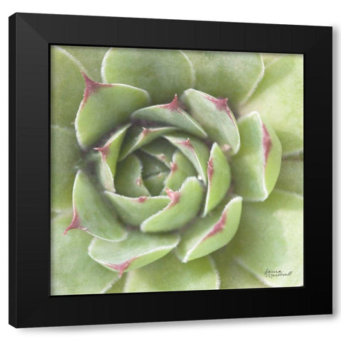 Garden Succulents II Color Black Modern Wood Framed Art Print by Marshall, Laura