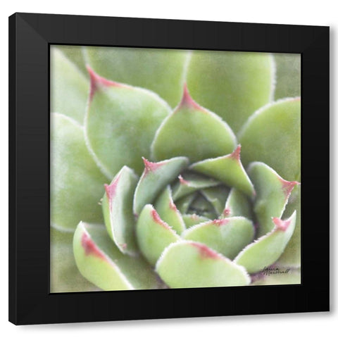 Garden Succulents III Color Black Modern Wood Framed Art Print by Marshall, Laura