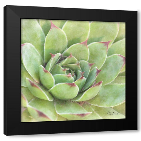 Garden Succulents IV Color Black Modern Wood Framed Art Print with Double Matting by Marshall, Laura