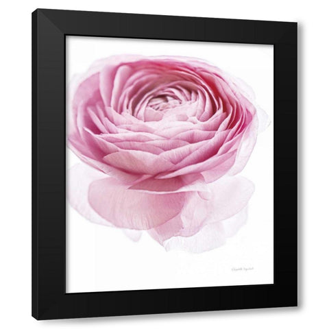 Pink Lady I Black Modern Wood Framed Art Print by Urquhart, Elizabeth