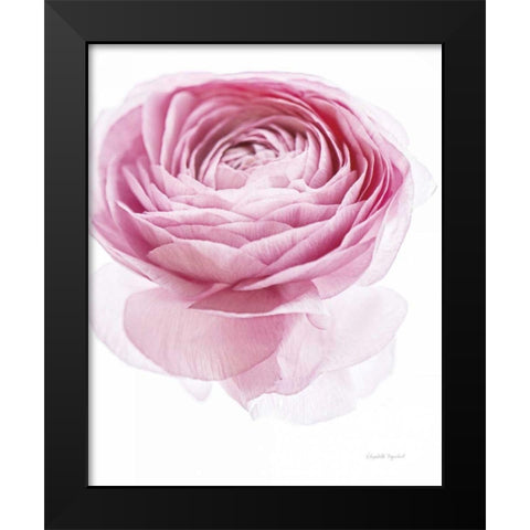 Pink Lady I Black Modern Wood Framed Art Print by Urquhart, Elizabeth
