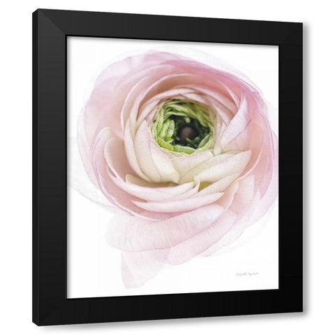 Pink Lady II Black Modern Wood Framed Art Print with Double Matting by Urquhart, Elizabeth