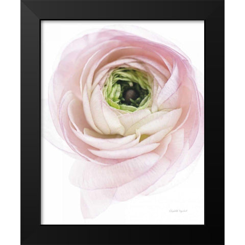 Pink Lady II Black Modern Wood Framed Art Print by Urquhart, Elizabeth