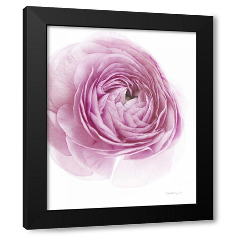 Pink Lady III Black Modern Wood Framed Art Print by Urquhart, Elizabeth