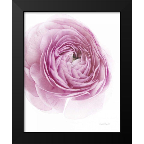 Pink Lady III Black Modern Wood Framed Art Print by Urquhart, Elizabeth