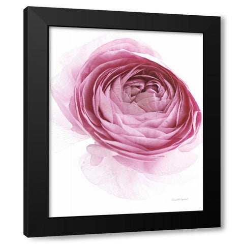 Pink Lady IV Black Modern Wood Framed Art Print by Urquhart, Elizabeth