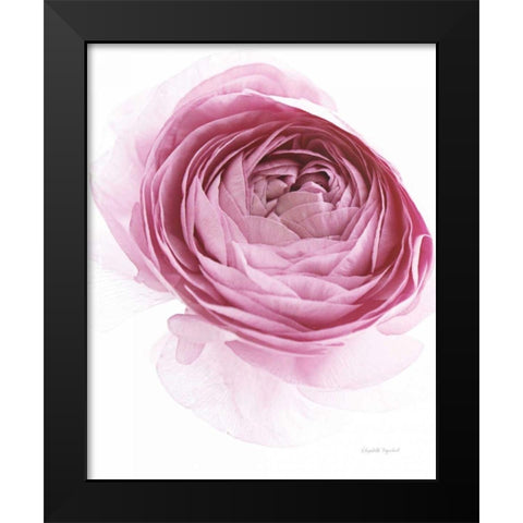 Pink Lady IV Black Modern Wood Framed Art Print by Urquhart, Elizabeth